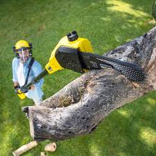 Best Tree Trimming and Pruning  in Traer, IA