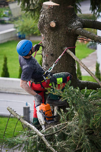Best Aeration Services  in Traer, IA