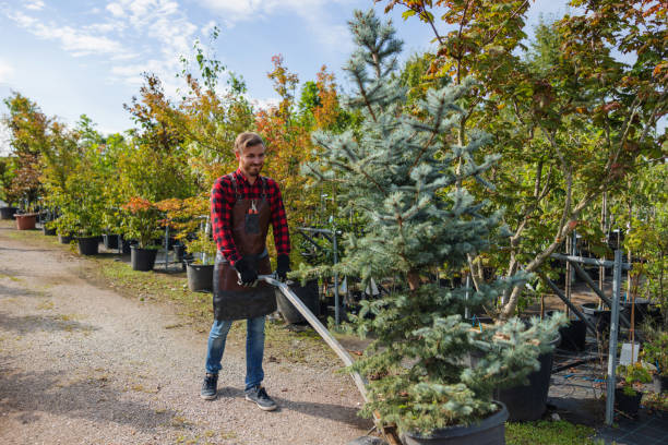 Best Lawn Maintenance Plans  in Traer, IA